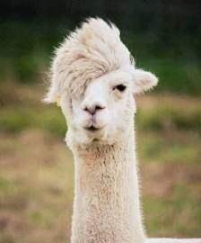 羊驼吐口水,羊驼吐口水拟声词?图4