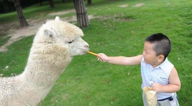 羊驼吐口水,羊驼吐口水拟声词?图5