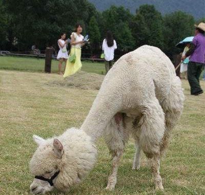 羊驼吐口水,羊驼吐口水拟声词?图6