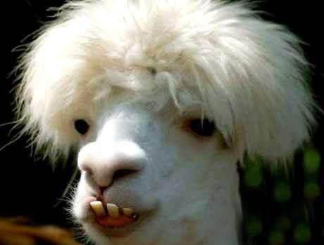 羊驼吐口水,羊驼吐口水拟声词?图9