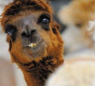 ​羊驼吐口水，羊驼吐口水拟声词？