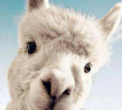 羊驼吐口水,羊驼吐口水拟声词?图3