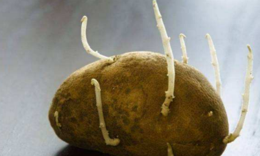 土豆长了一点点小芽可以吃,土豆发了一点小芽还能吃吗图3