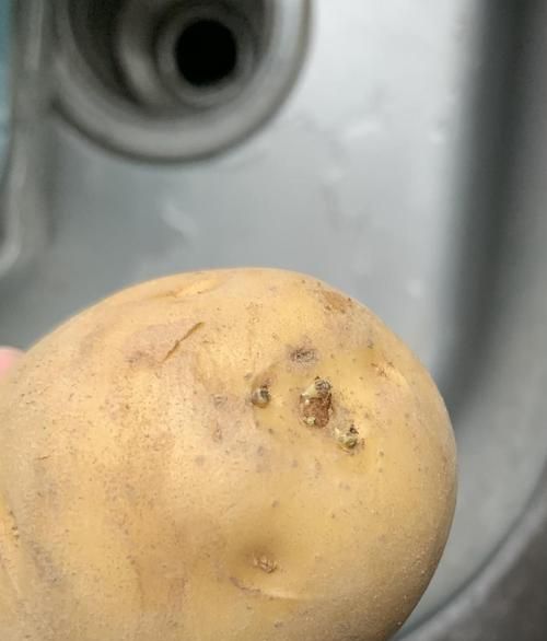 土豆长了一点点小芽可以吃吗