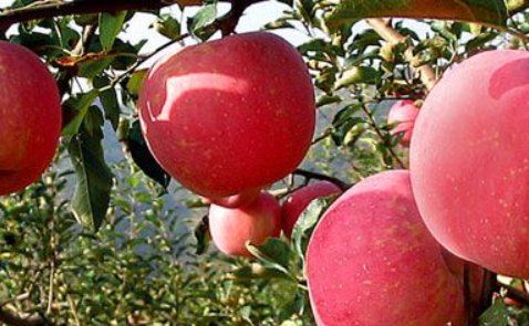 一个苹果多少克,一个苹果重量是多少图1