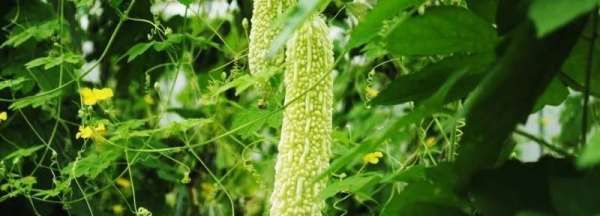 苦瓜怎么保存到冬天食用,苦瓜怎么储存放到冬天吃图1