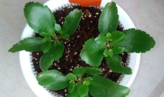 长寿花有毒吗，长寿花能放在寝室里吗？图6