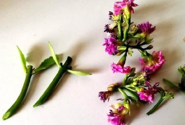 长寿花有毒吗，长寿花能放在寝室里吗？图3