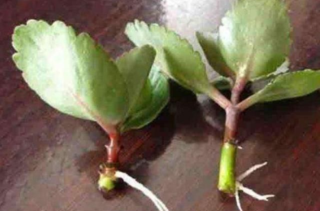 长寿花有毒吗，长寿花能放在寝室里吗？图5