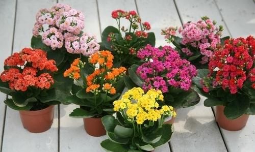 长寿花能放在寝室里吗