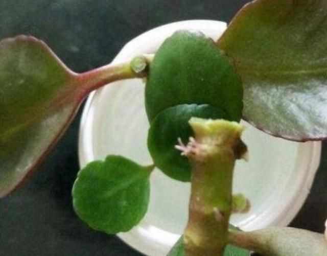 长寿花有毒吗，长寿花能放在寝室里吗？图4