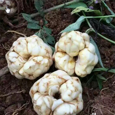 新鲜百合如何长期保存方法