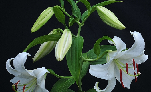 新鲜百合如何长期保存,新鲜百合怎样保存才能长久图4