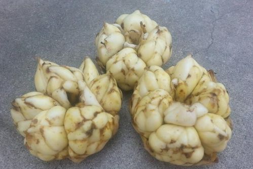 新鲜百合怎样保存才能长久