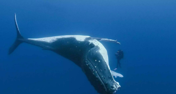 鲸鱼是哺乳动物,鲸鱼是哺乳动物图6