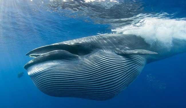 鲸鱼是哺乳动物