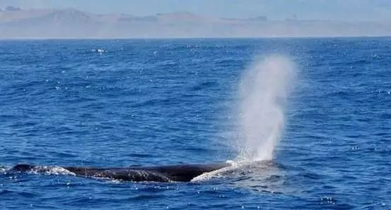 鲸鱼是哺乳动物,鲸鱼是哺乳动物图4