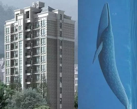 鲸鱼是哺乳动物,鲸鱼是哺乳动物图3