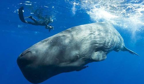 鲸鱼是不是哺乳动物