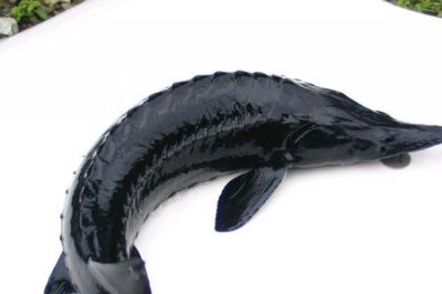 ​什么是鲟龙鱼