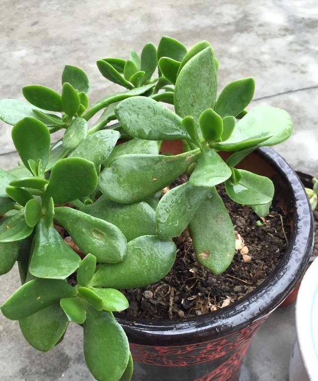 鲜花怎么养时间比较久,草龟怎么养才活得又久又好?图5