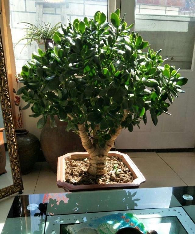 鲜花怎么养时间比较久,草龟怎么养才活得又久又好?图6