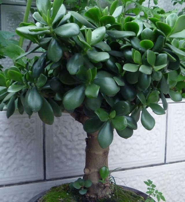 鲜花怎么养时间比较久,草龟怎么养才活得又久又好?图3