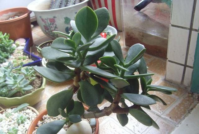 鲜花怎么养时间比较久,草龟怎么养才活得又久又好?图4