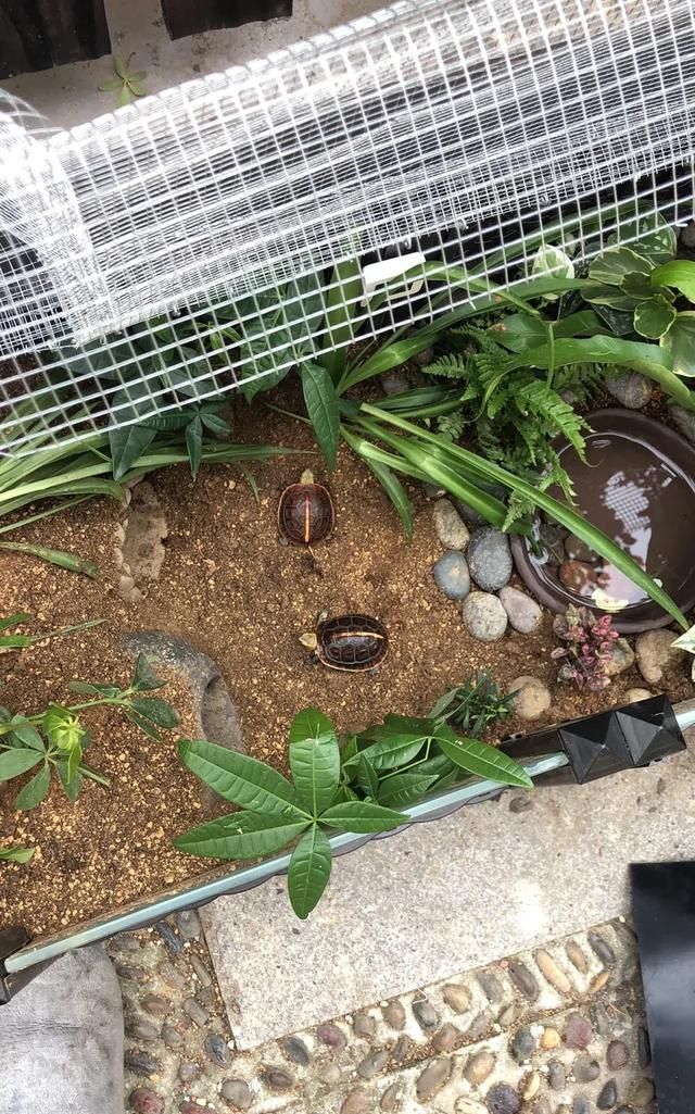 鲜花怎么养时间比较久,草龟怎么养才活得又久又好?图1