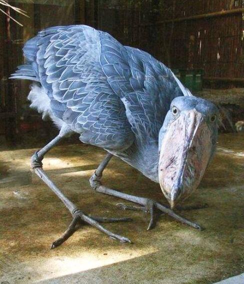 鲸头鹳：世界上最丑恶的鸟:脸色很像两哈