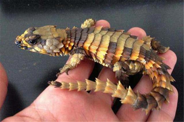 史上最像龙的动物,南非犰狳蜥