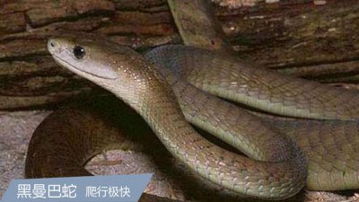 ​寰球什么动物毒性最强？世界毒性最强的动物排行榜