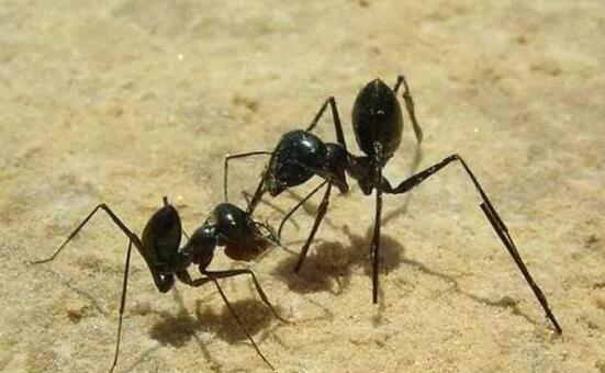 马我代夫蚂蚁