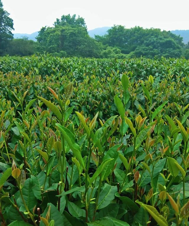 白茶由来，“普洱茶”名称的由来和源考？图4