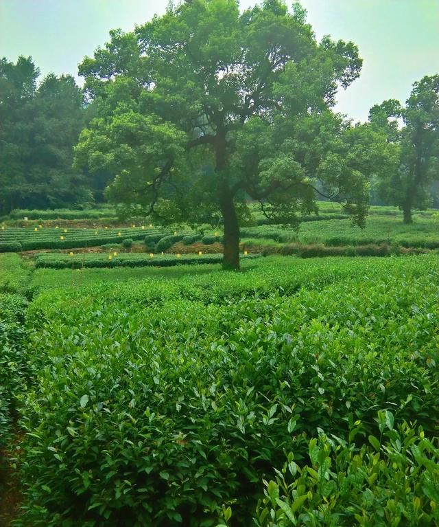 白茶由来，“普洱茶”名称的由来和源考？图7