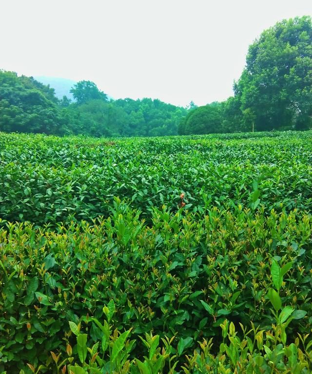 白茶由来，“普洱茶”名称的由来和源考？图5