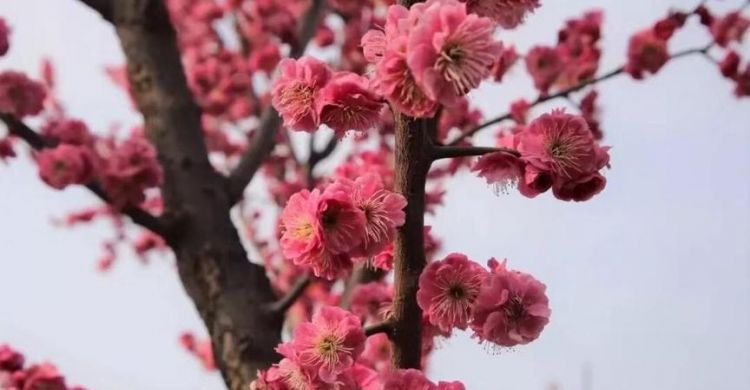 梅花写的是哪个季节的景色
