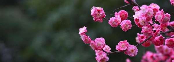 梅花是什么季节,梅花季节是什么时候开放的图2