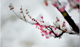 梅花是什么季节,梅花季节是什么时候开放的图4