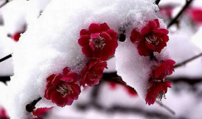 ​梅花是什么季节,梅花季节是什么时候开放的