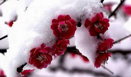 梅花是什么季节,梅花季节是什么时候开放的图1