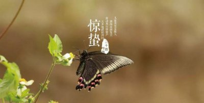 ​惊蛰有什么气候特征,惊蛰这个节气有哪些特点