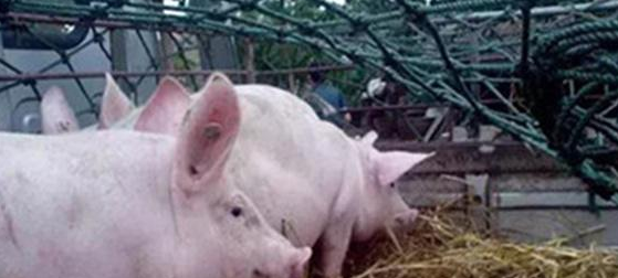 回民不吃猪肉的原因,为什么回民不能吃猪和狗图4