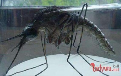 ​华美巨蚊：世界上最大的蚊子吃人（图）