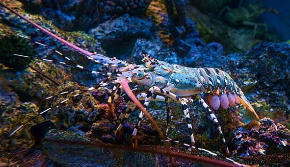 世界最美七彩河汉系小龙虾!睹过有龙虾像是彩色河汉系吗