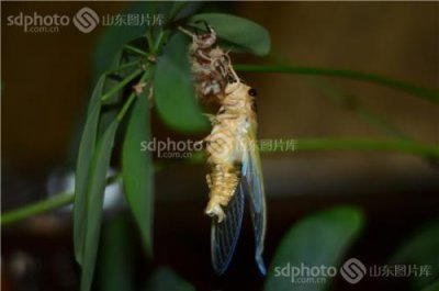 ​蜕变的意思是什么