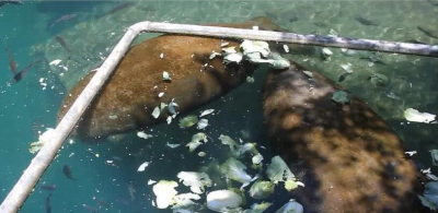 ​世界最惨生物 斯特拉大海牛从50亿到毁灭用了100年