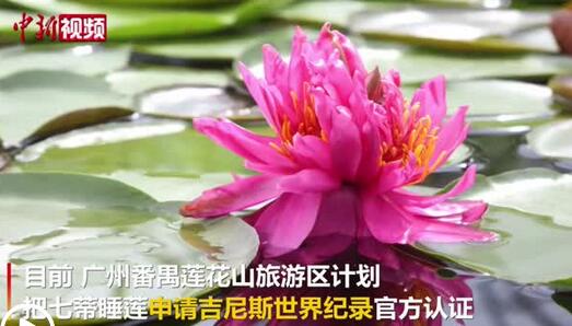 广州七蒂睡莲拟请求吉尼斯世界记录
