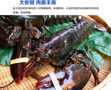 ​波士顿龙虾能活多久，波士顿龙虾离水活多久？