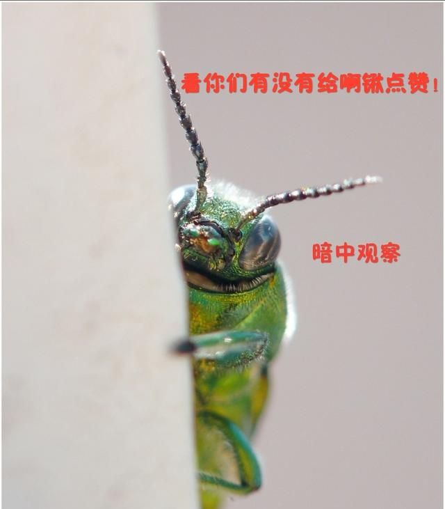 臭虫在水里泡多久才会死，家里有臭虫，怎么样才能快速除掉呢？图6